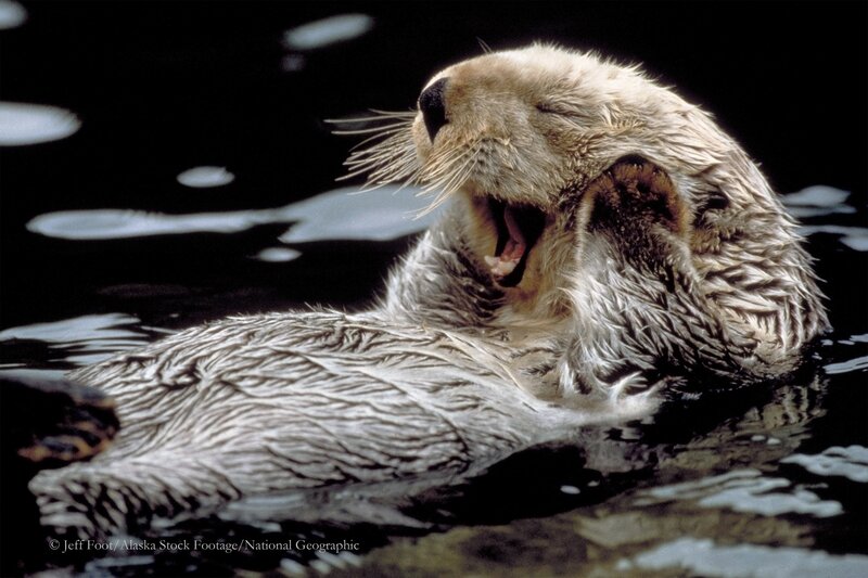 Sea otter yawning in water