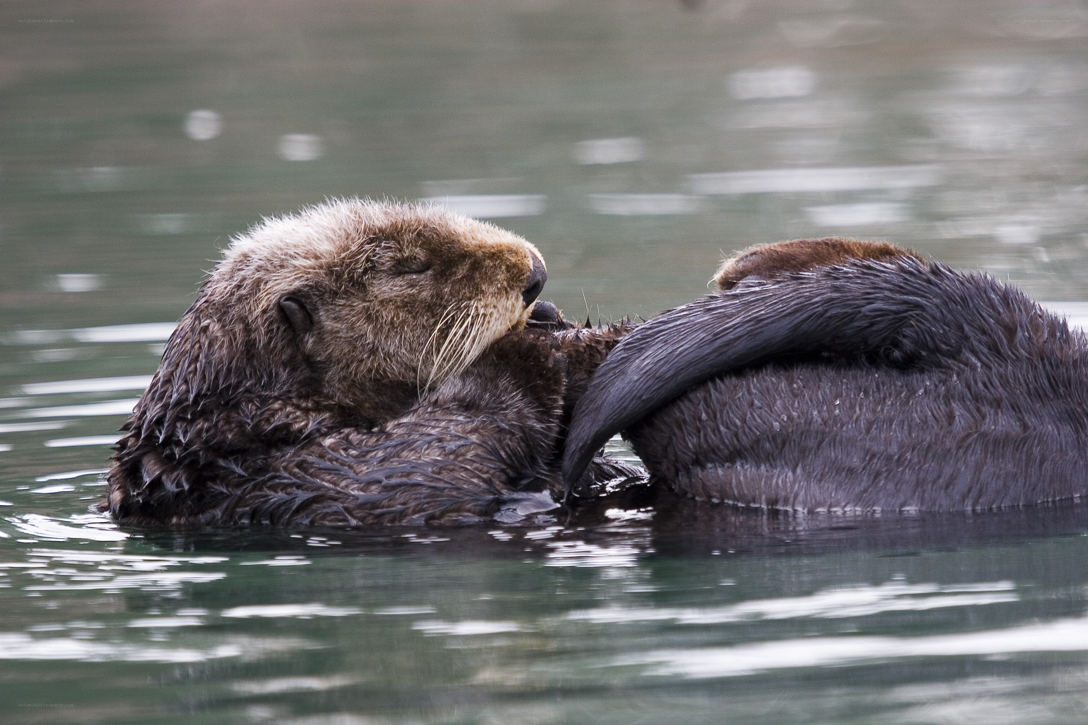 Sea otters floating in water
