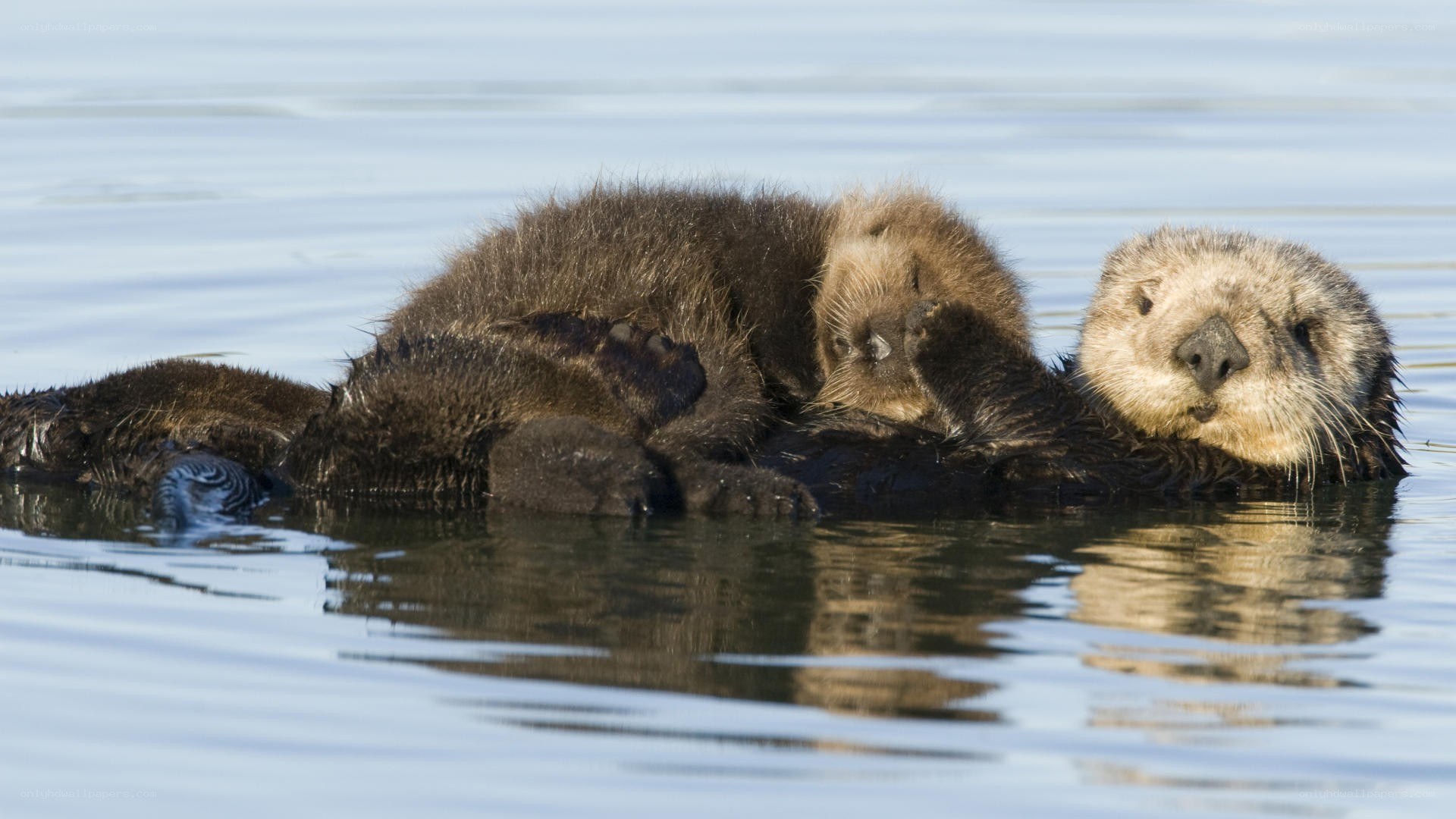 Sea otters floating on water