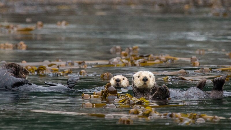 Sea Otters in Kelp