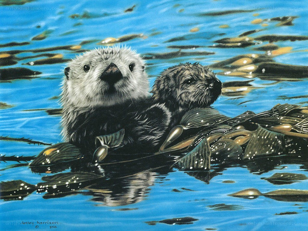Sea otters on kelp