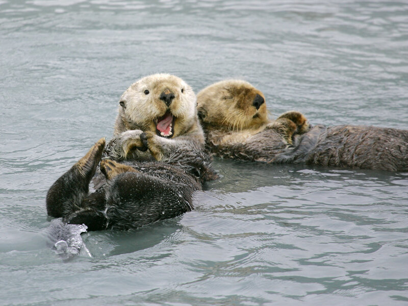 Sea Otters Playing