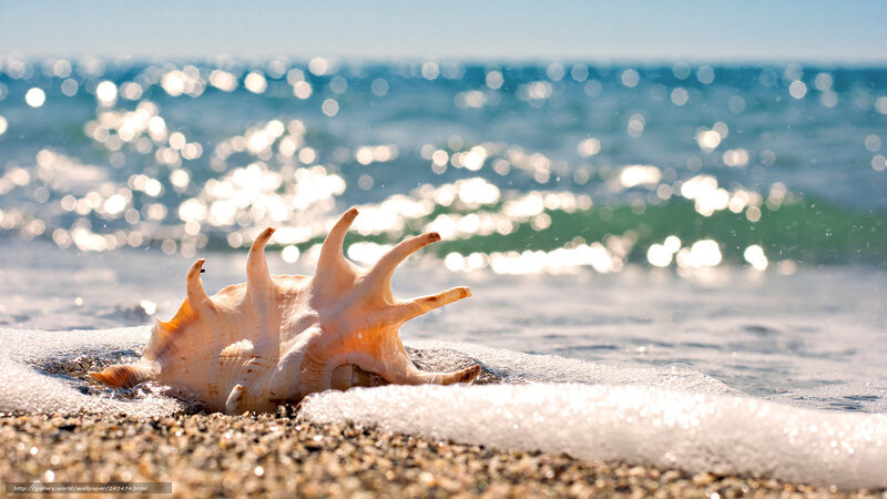 Sea Shell on Beach — Blue, Serene, Afternoon