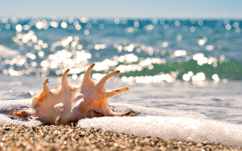 Sea Shell on Beach