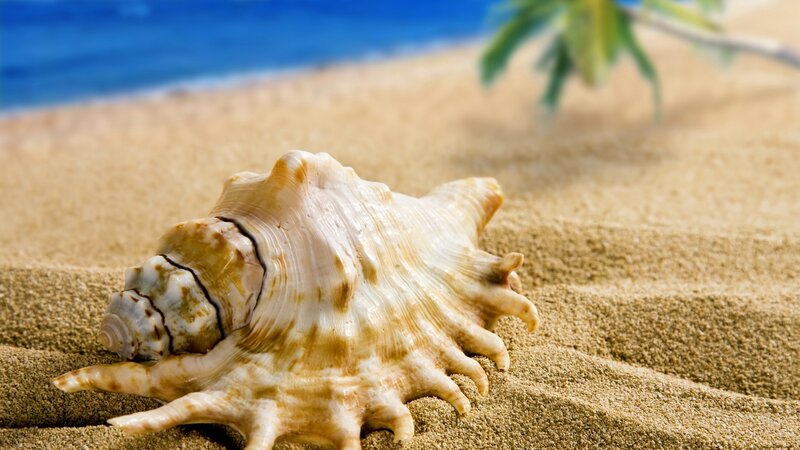 Sea Shell on Sand — Beige