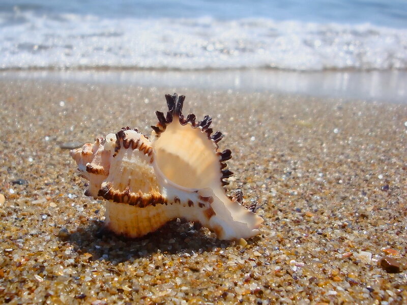 Sea Shell on Sand