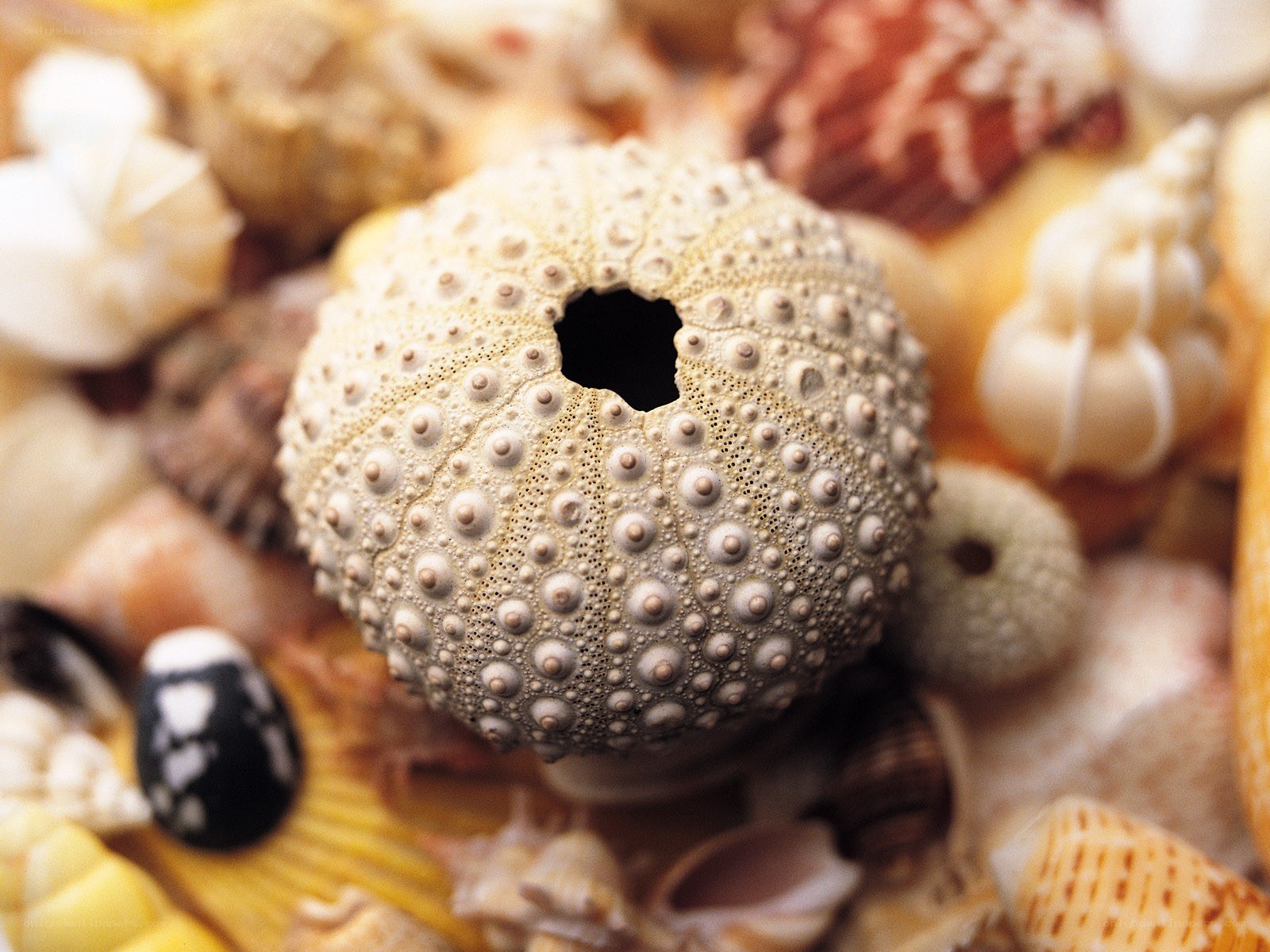 sea shells and sea urchin