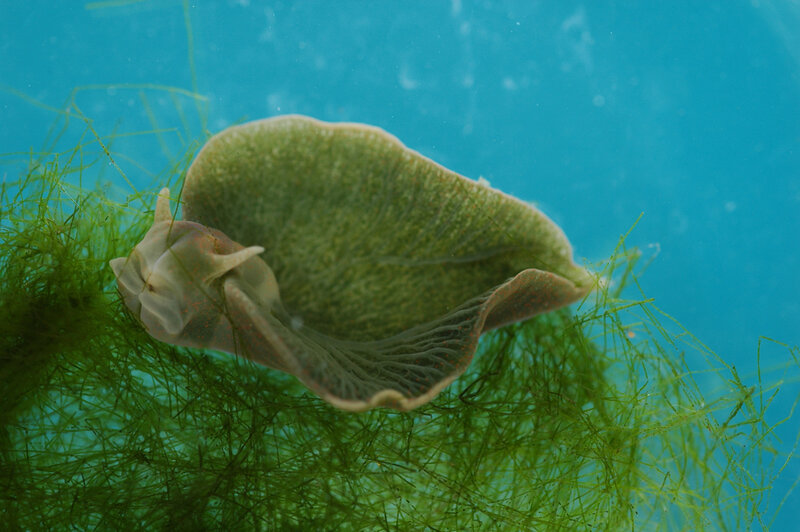 Sea slug on green algae