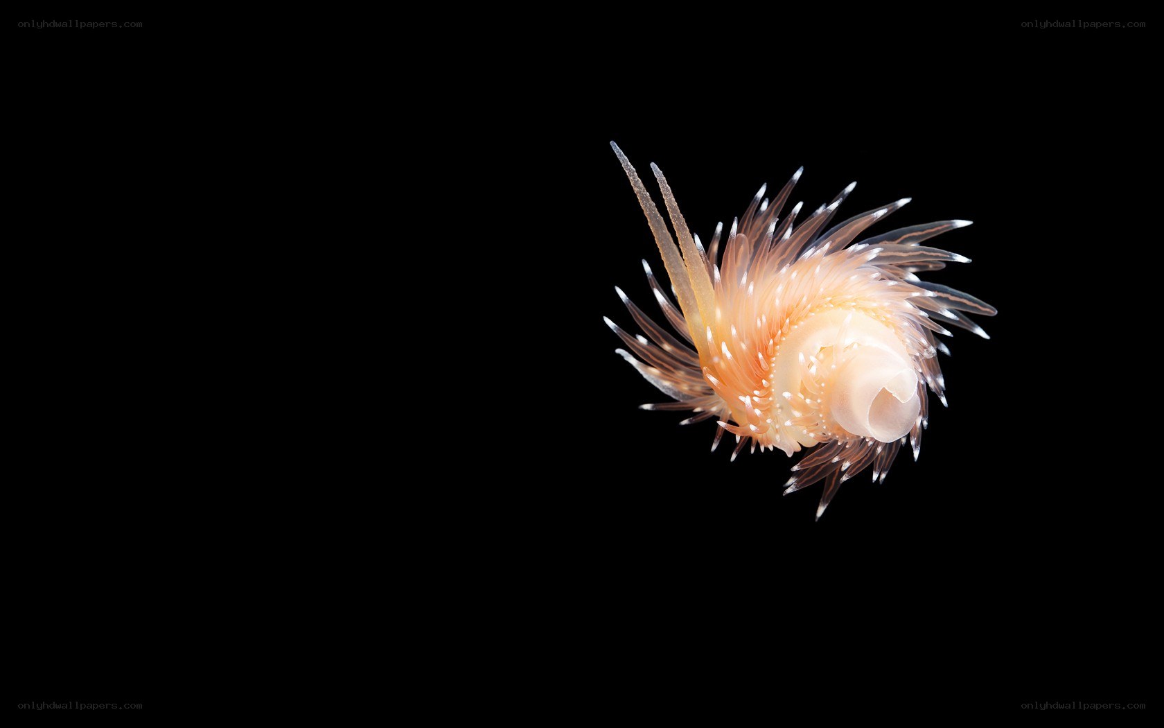 Sea slug with feathery appendages