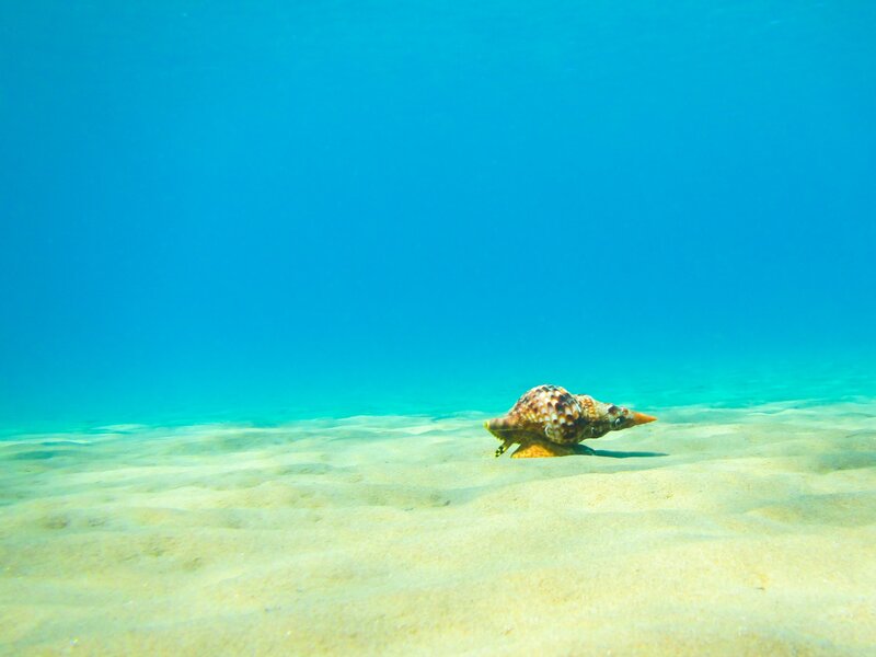 Sea Snail on Sandy Bottom
