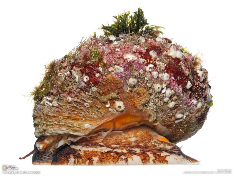 Sea snail with barnacles