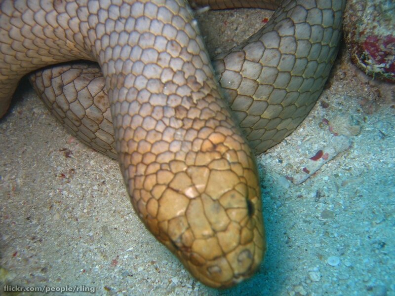 sea snake on ocean floor