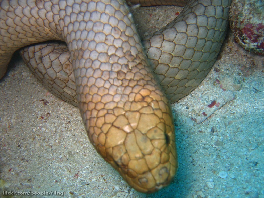 sea snake on ocean floor