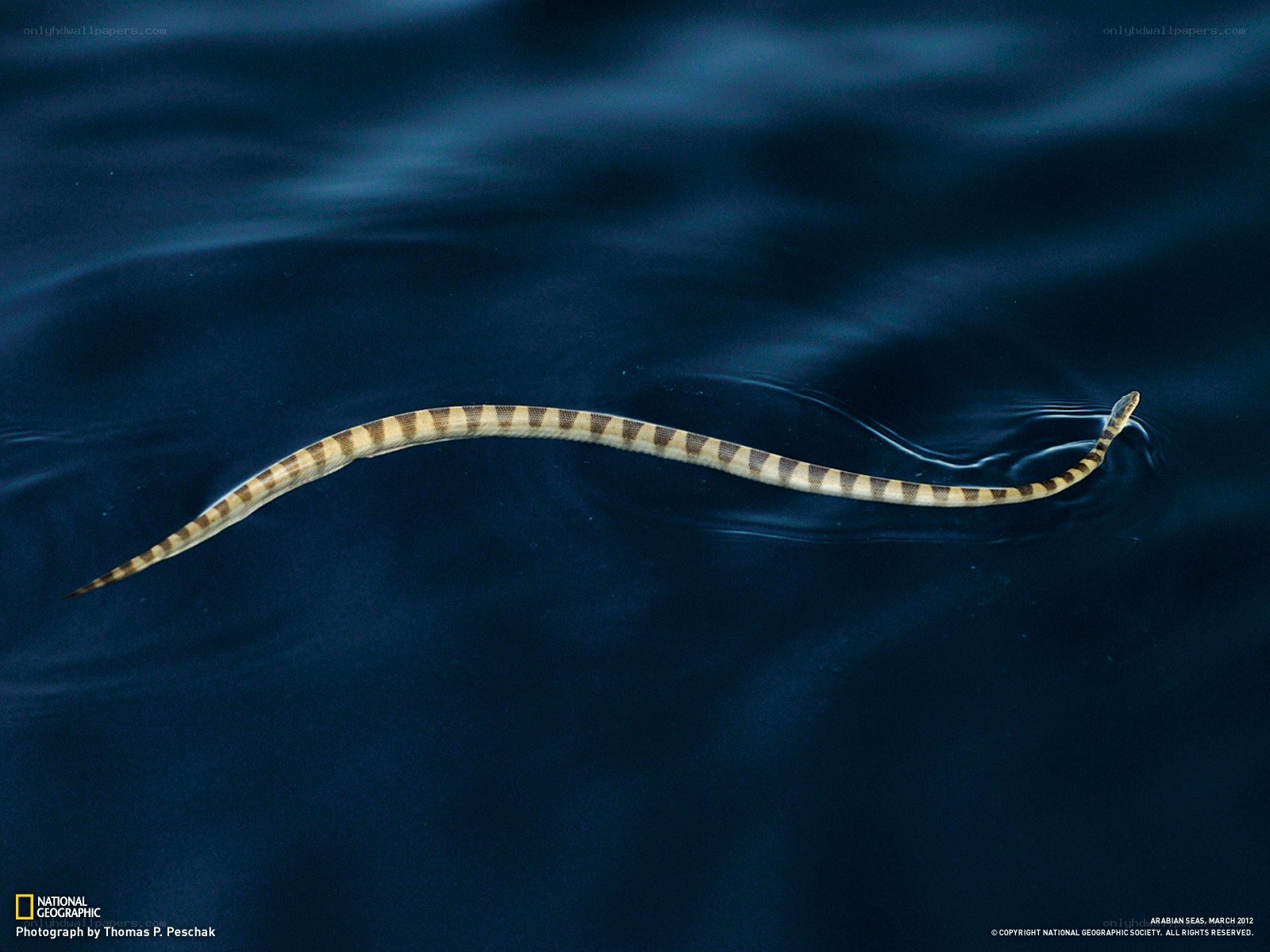 Sea snake swimming