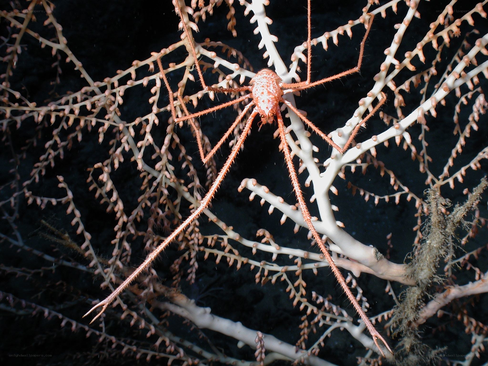 Sea spider on coral