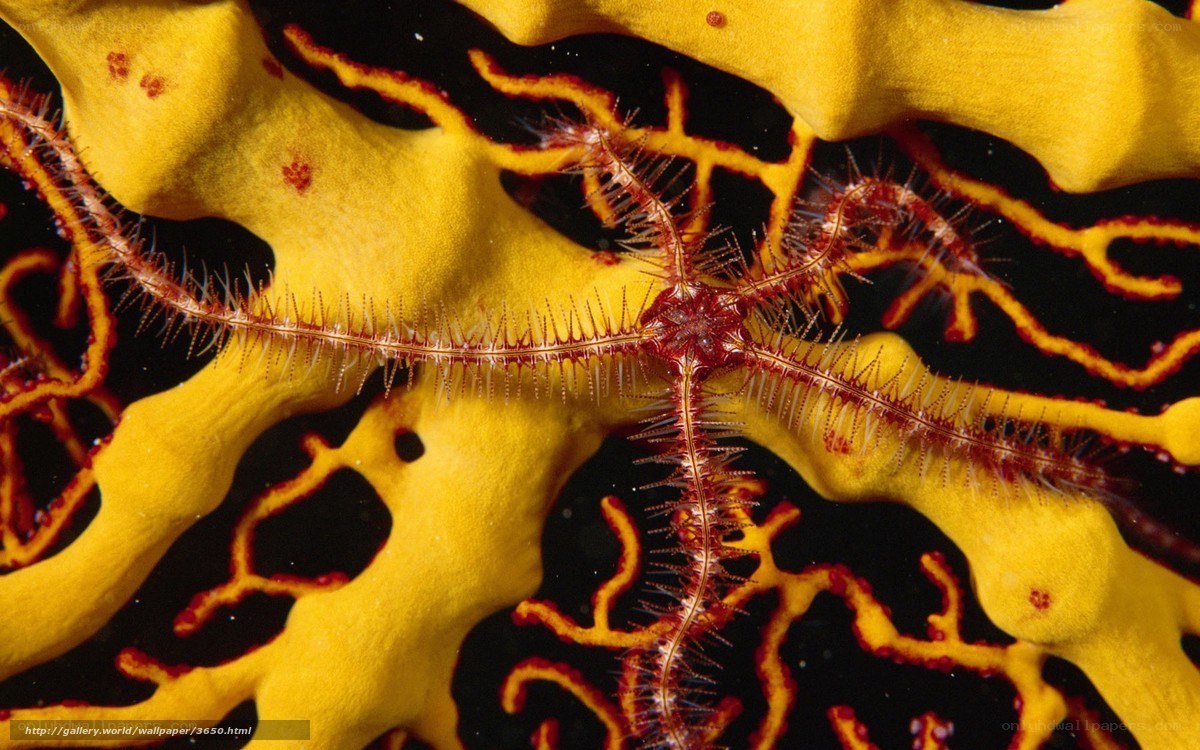 Sea star on yellow sponge