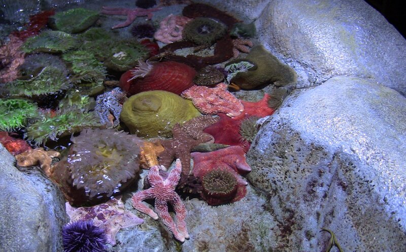 Sea Stars and Anemones