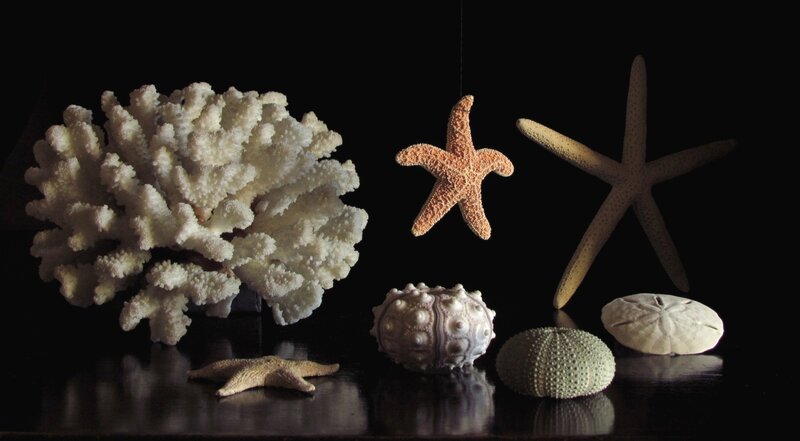 Sea Stars and Coral