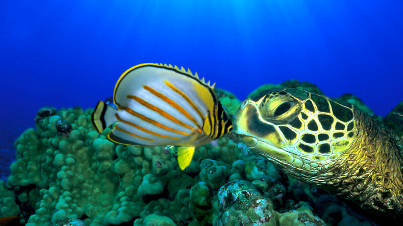 Sea Turtle and Butterfly Fish — Blue