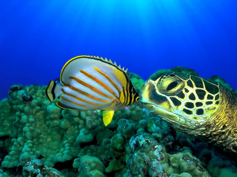 Sea turtle and butterfly fish