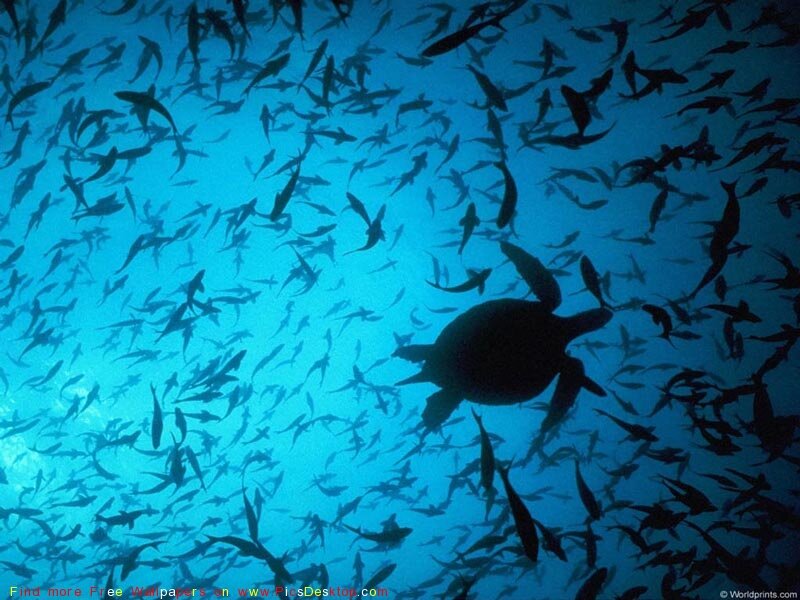 Sea Turtle and Fish — Blue