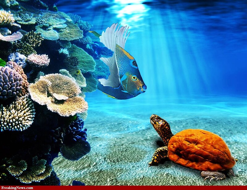 Sea Turtle and Fish