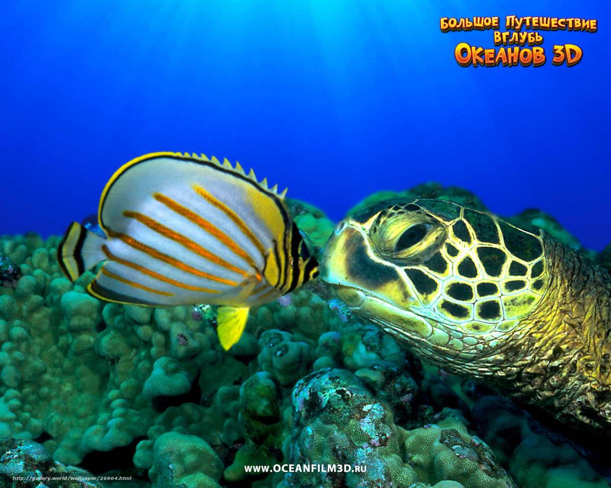 Sea turtle and fish underwater