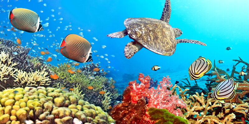 Sea Turtle and Tropical Fish