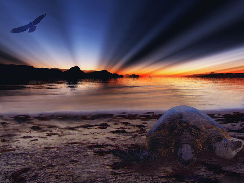 Sea turtle at sunset