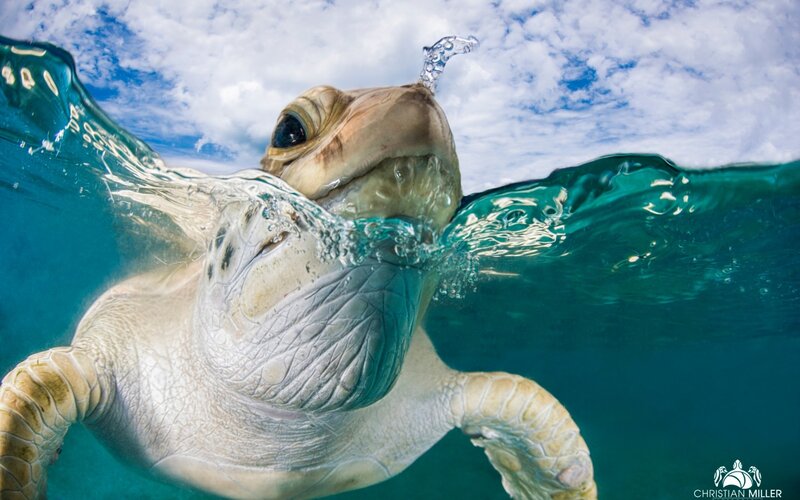 Sea Turtle at Surface