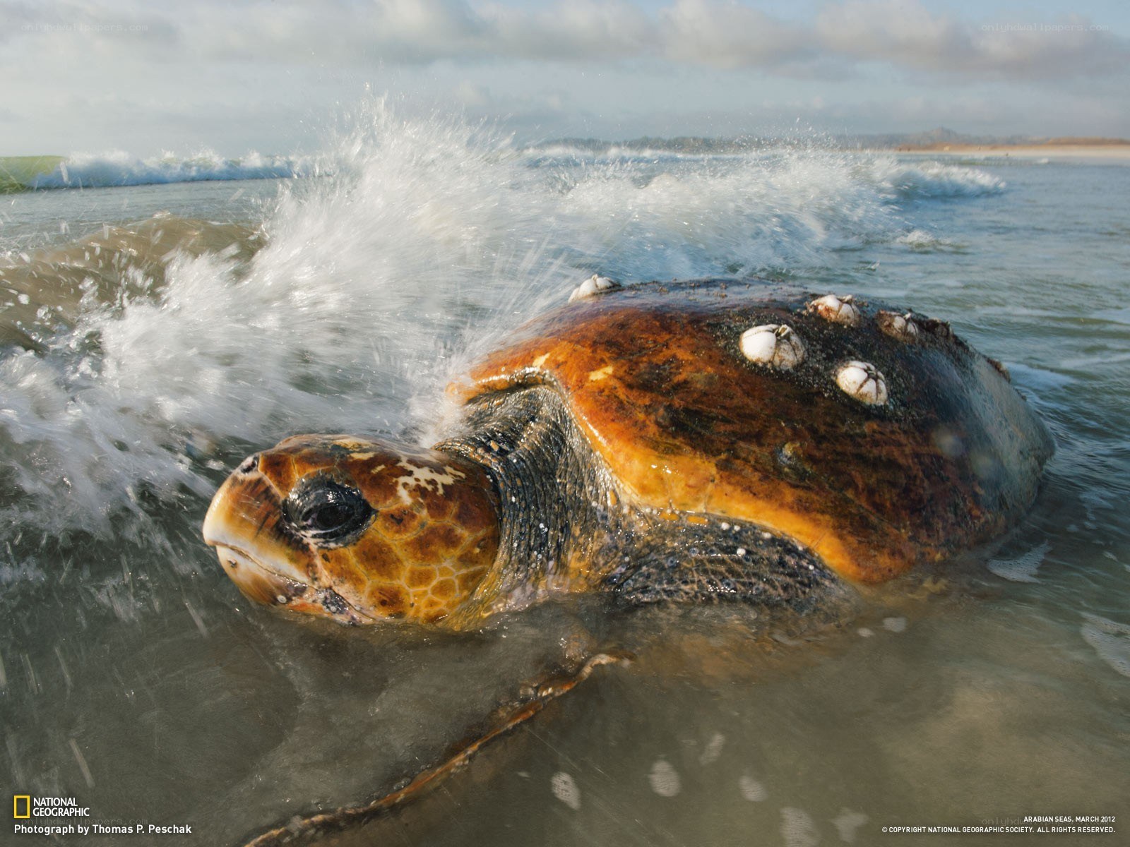 Sea turtle at the shoreline