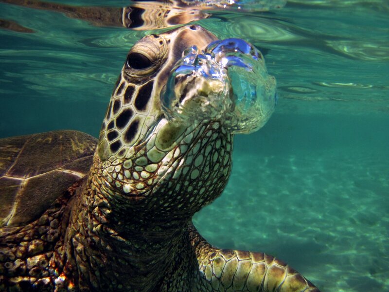 Sea turtle breathing underwater