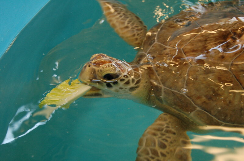 Sea Turtle Eating Lettuce
