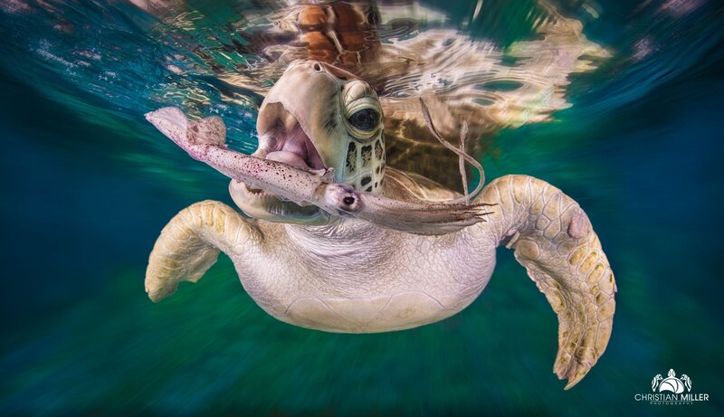 Sea Turtle Eating Squid