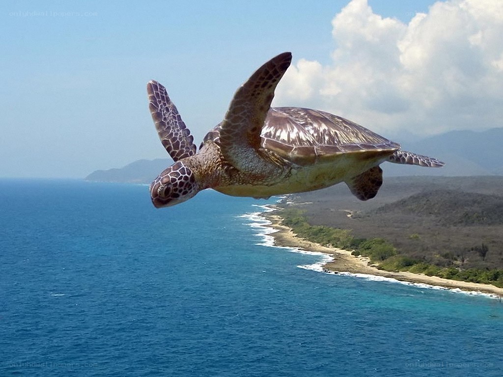 Sea turtle flying over coast