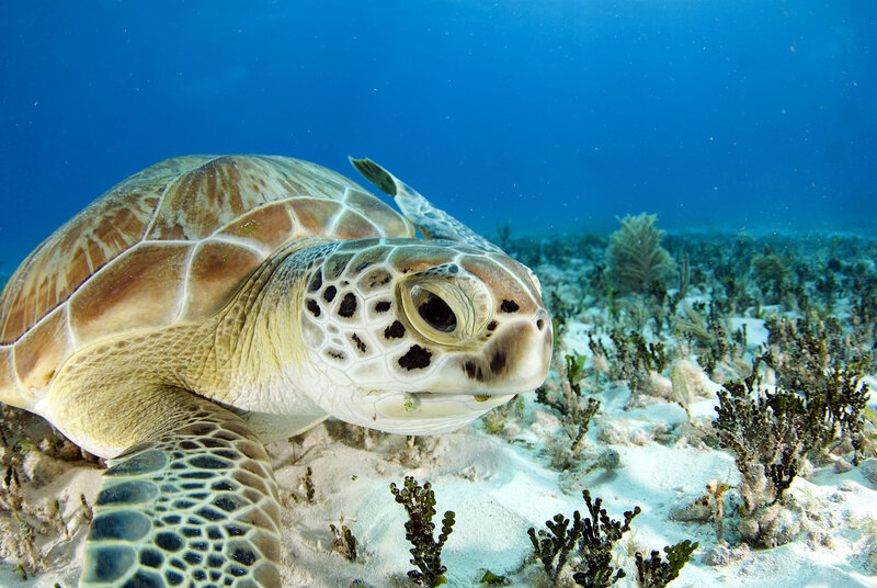 Sea turtle in coral reef