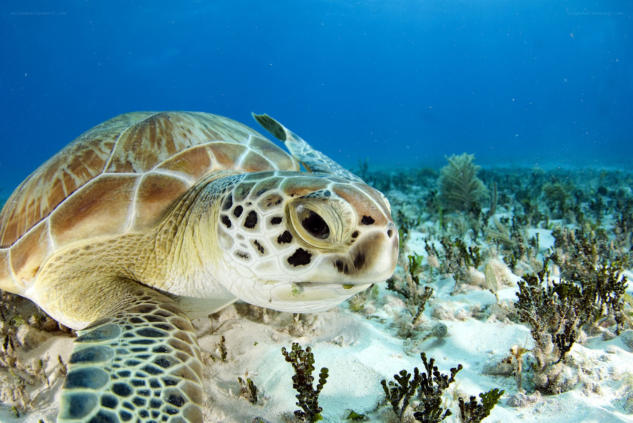 Sea turtle in coral reef