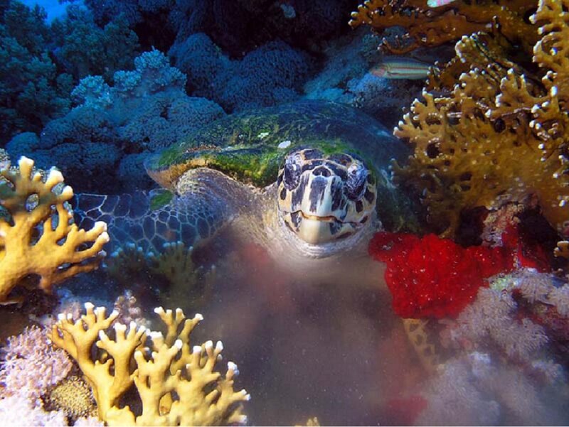 Sea turtle in coral reef
