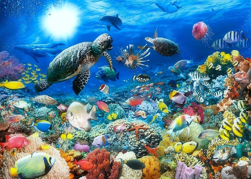 Sea Turtle in Coral Reef — Blue, Vibrant, Afternoon