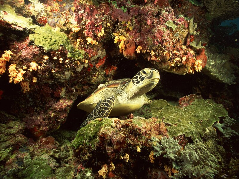 Sea turtle in coral reef