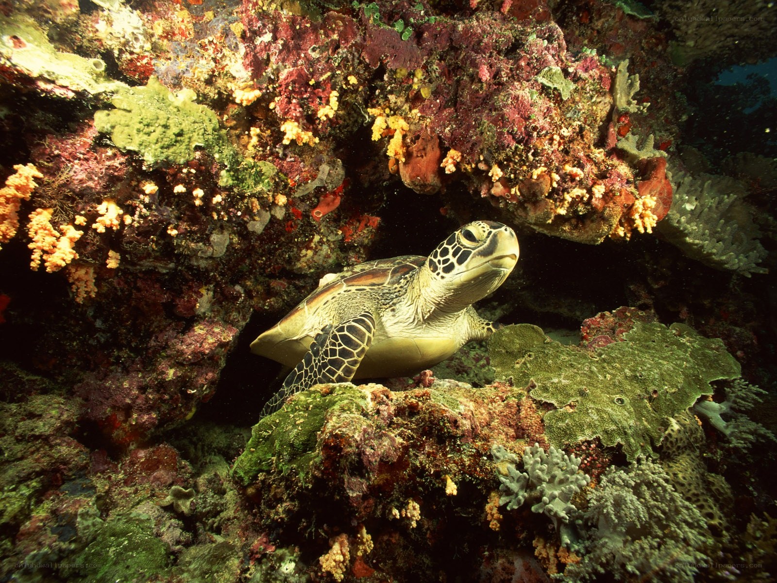 Sea turtle in coral reef