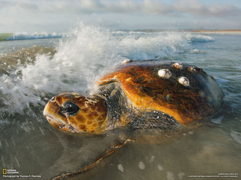Sea Turtle in Ocean