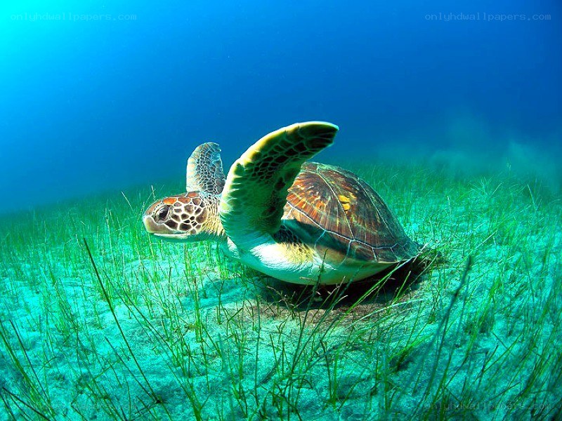 Sea turtle in seagrass