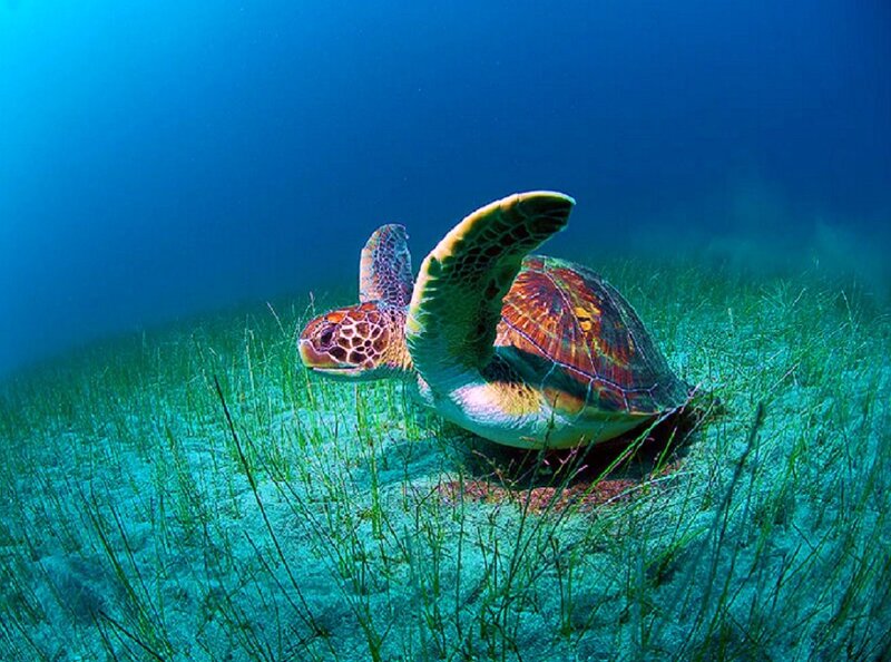 Sea turtle in seagrass bed