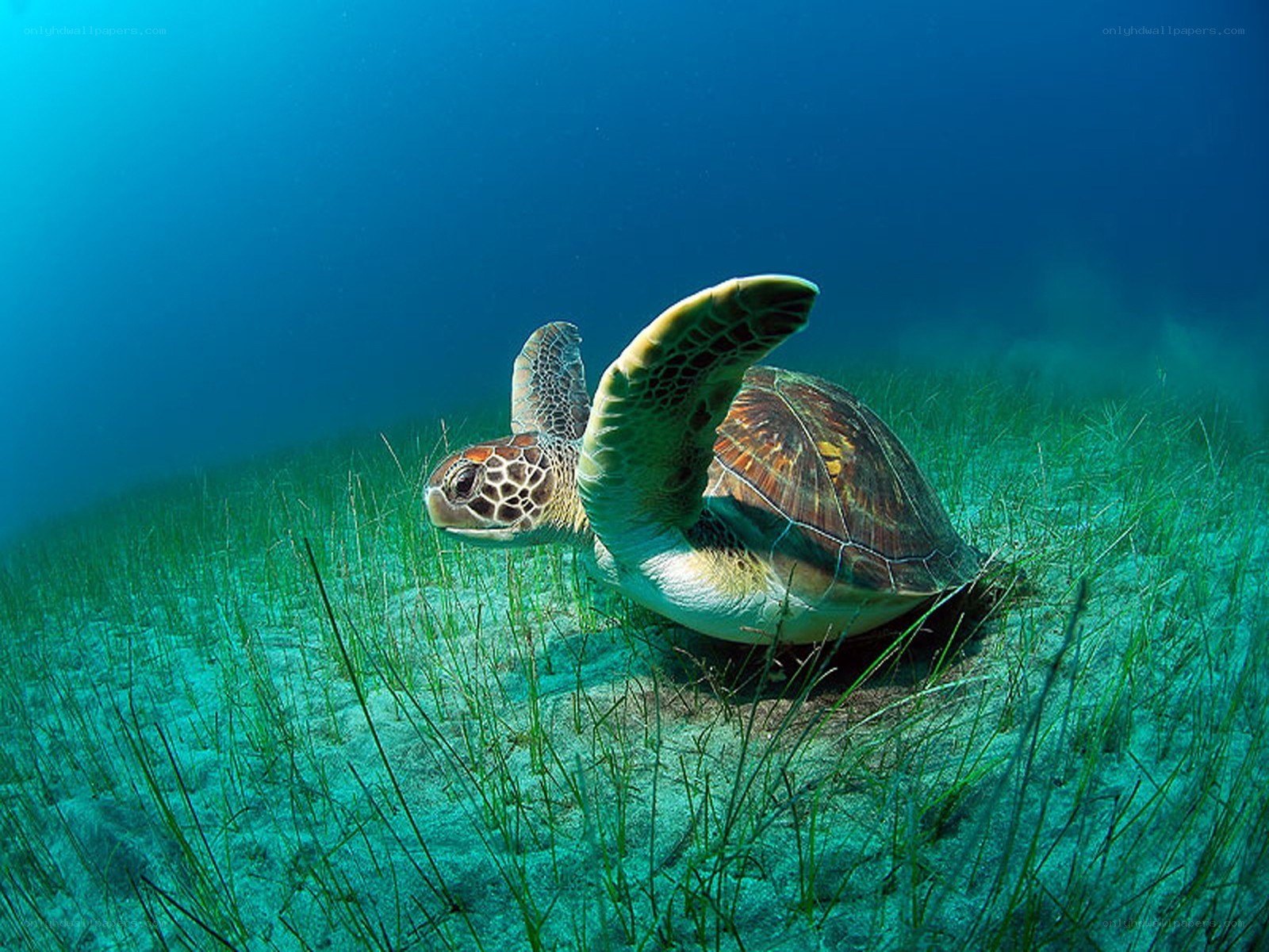 Sea turtle in seagrass