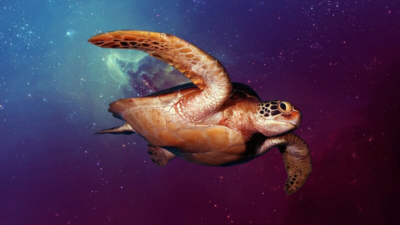 Sea Turtle in Space