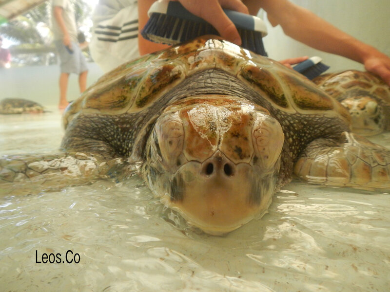 Sea Turtle in Water
