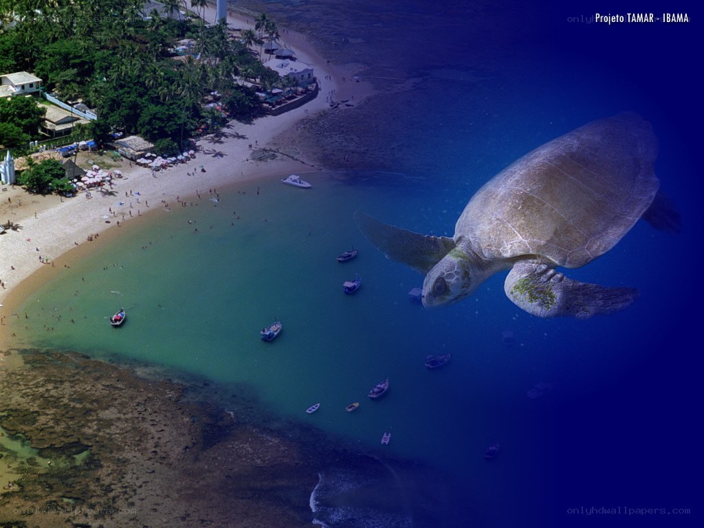 Sea turtle near beach