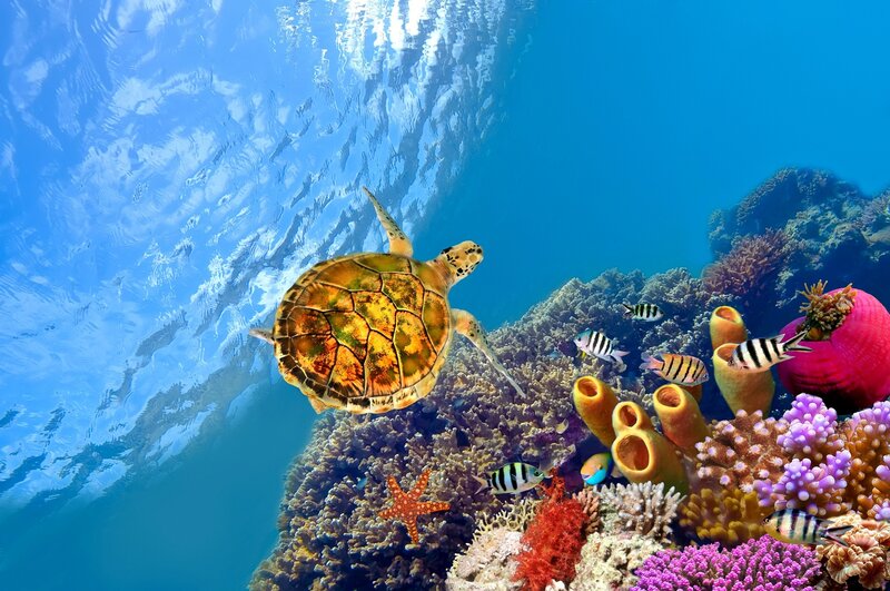 Sea Turtle Near Coral Reef — Blue
