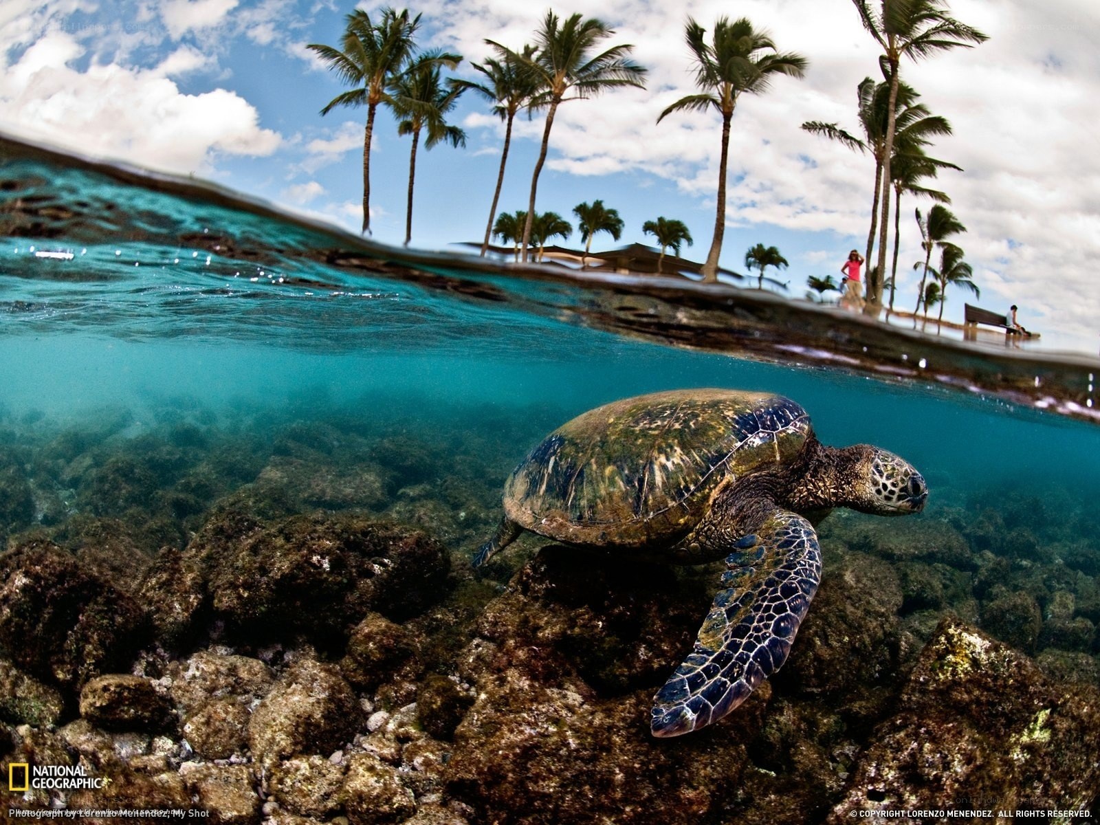 Sea turtle near palm trees